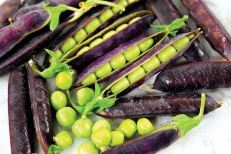 Spring 2018 Seed Shop: ‘King Tut Purple’ Pea, ‘Luxury Lace’ Daylily, and More